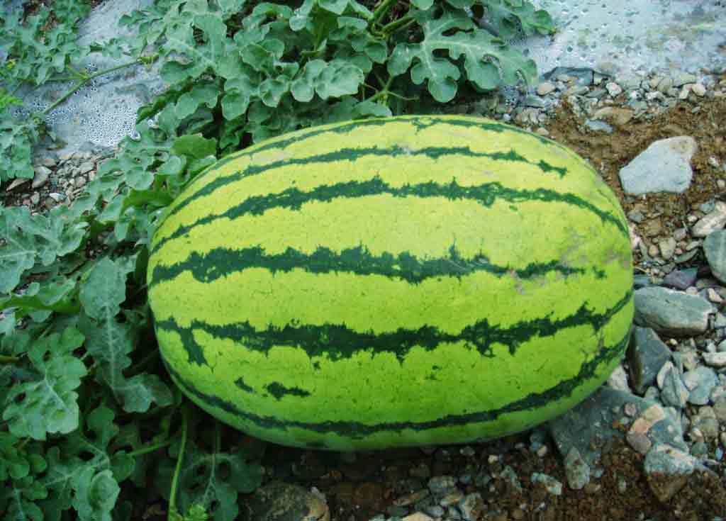 西瓜这样种,丰收季节好收成,瓜农值得一看