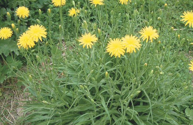 我对罗罗葱的印象比较深,因为当年爸爸让我去采点蒲公英回来,我竟然它