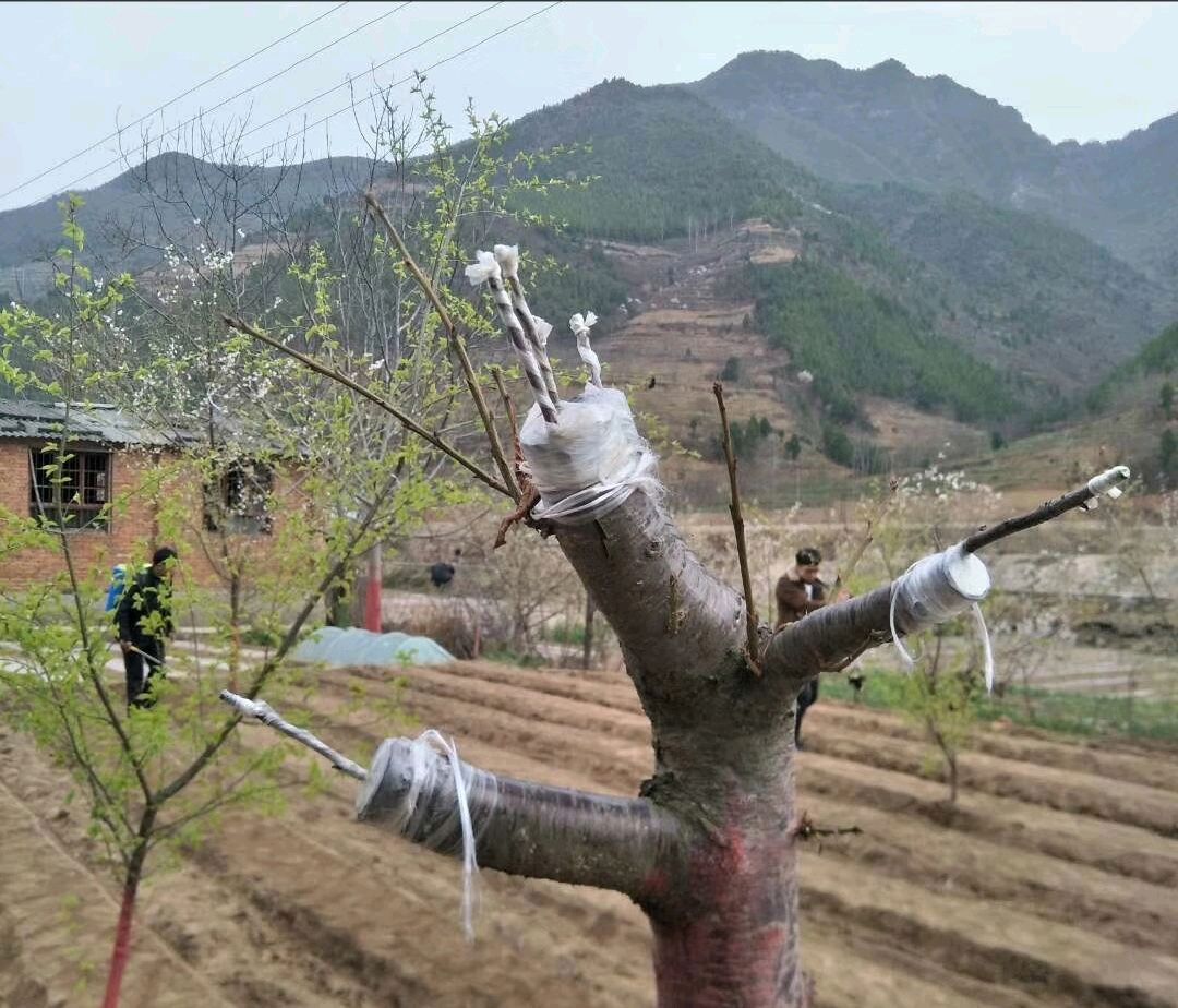 农民教你嫁接杏树,长出来的杏既大又甜,今年卖高价了