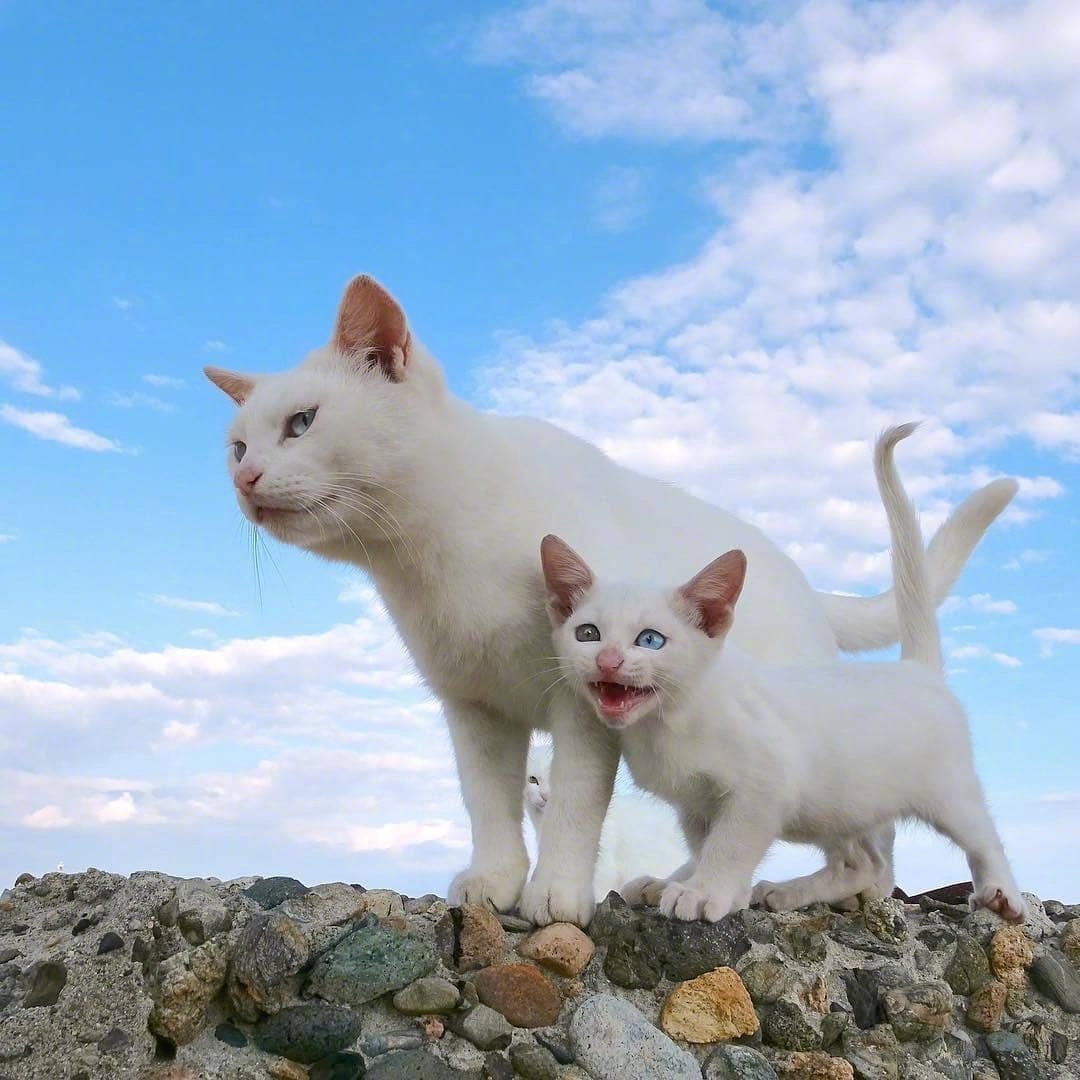 猫咪生了一只小猫后表情神气,网友看后才发现,小猫有对招风耳