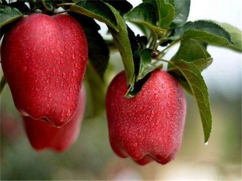 蛇果(蛇果与苹果的营养区别)