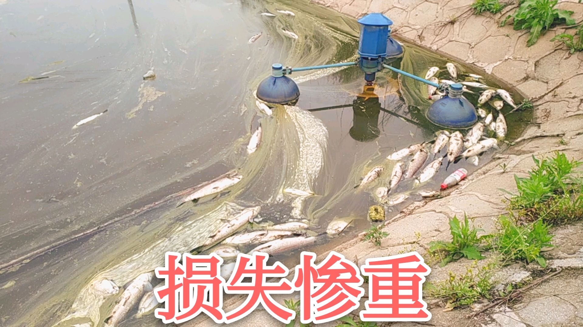 农村小伙养殖四大家鱼,没经验遇到强降雨,一夜回到解放前
