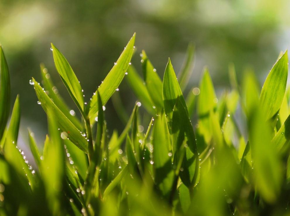 这些草非常的翠绿,还在继续生长着.