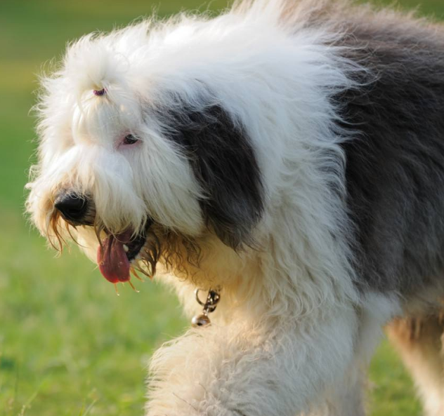 英国古代牧羊犬眼睛,间距宽,颜色深,有的眼睛还是蓝色