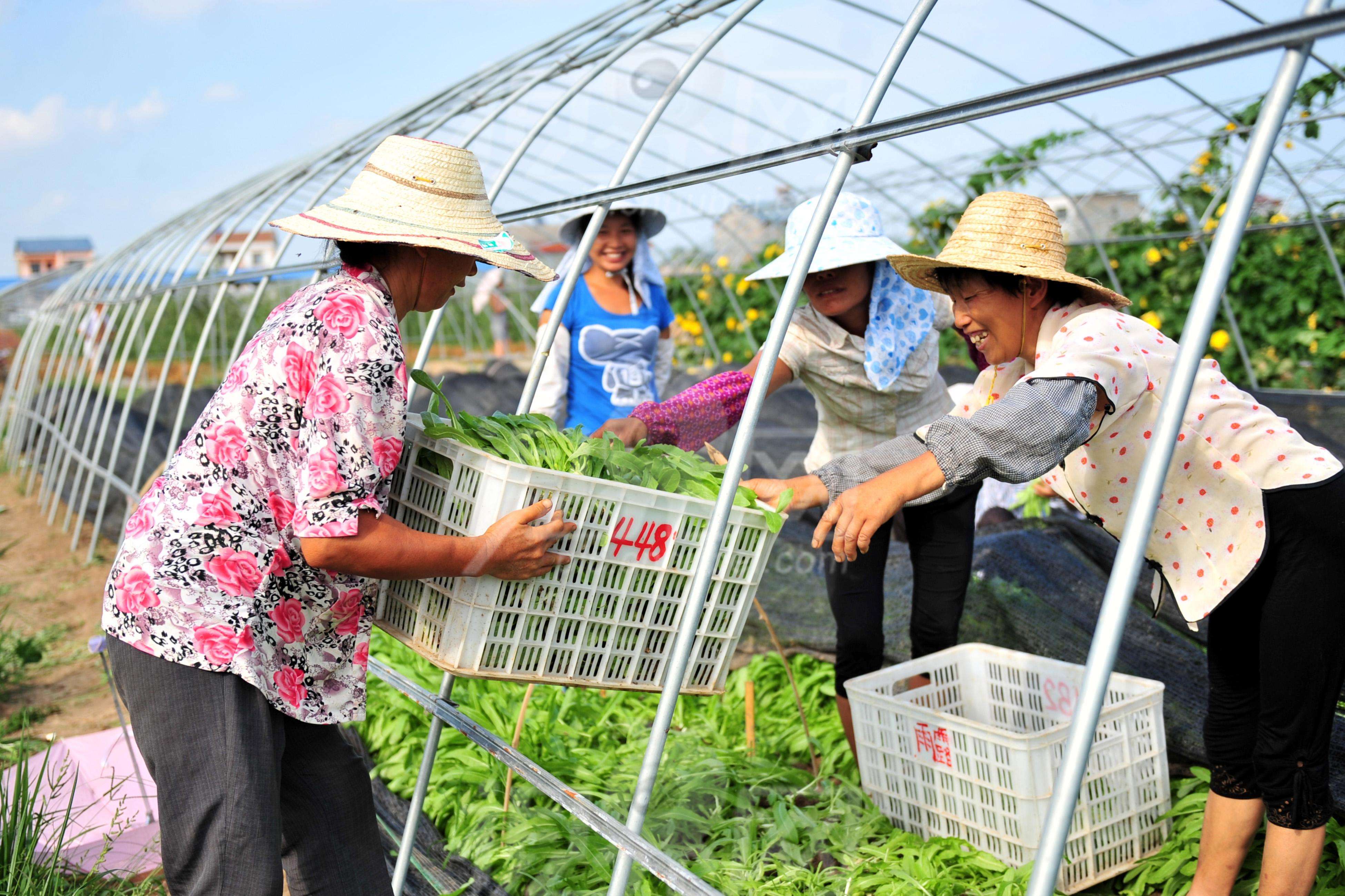 今年农村合作社"优惠政策"出台!合作社种植户,最高可拿15万!