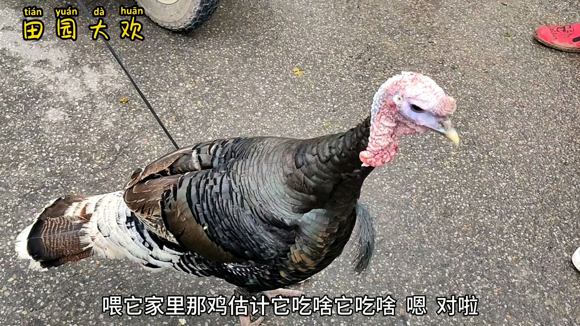 十来斤一只的大火鸡,要价400,平均一斤40,还真不便宜