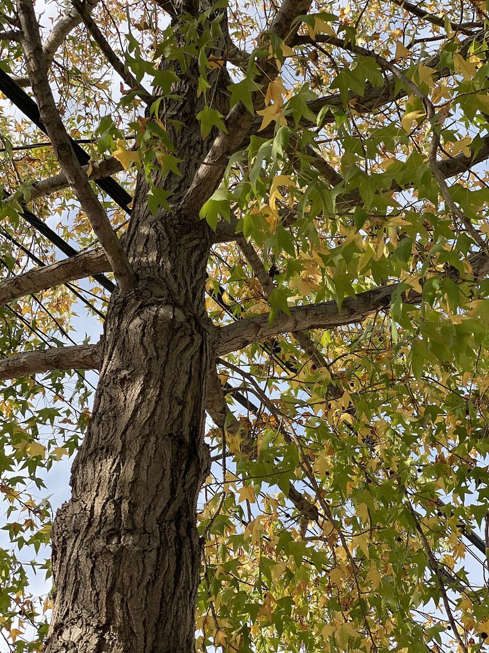 2007 年,在郑州市市树评选中,法桐以 56.7%的得票率当选为郑州市市树.