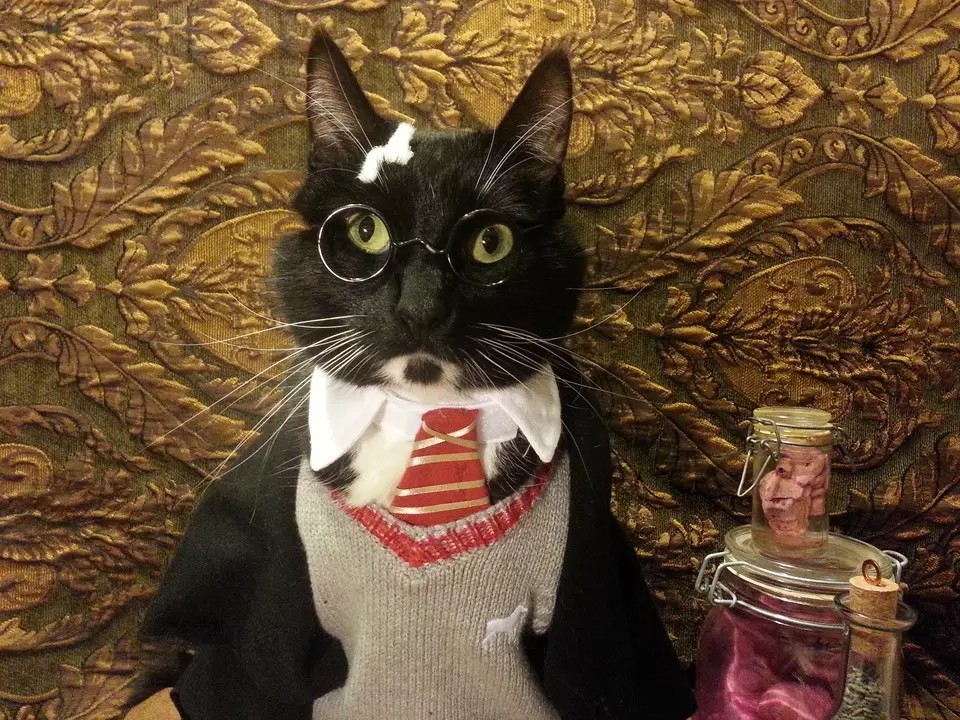 哈利波特猫