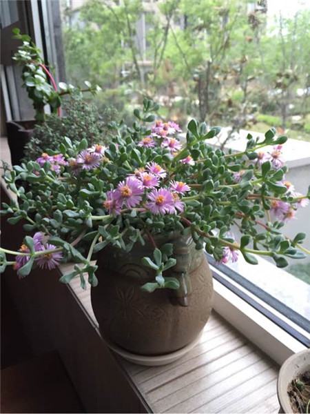 白凤菊的价值作用有哪些?