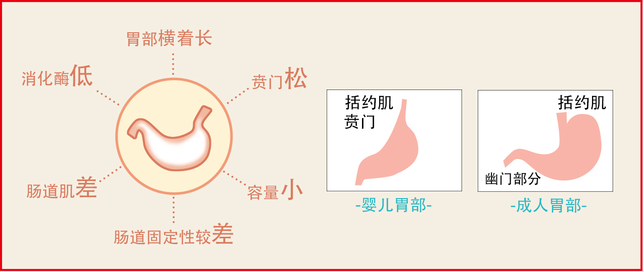 新生儿胃的解剖结构图图片