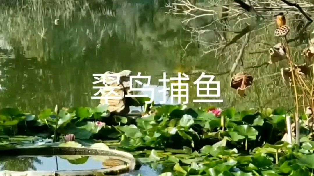 快看,翠鸟是怎么捕鱼的