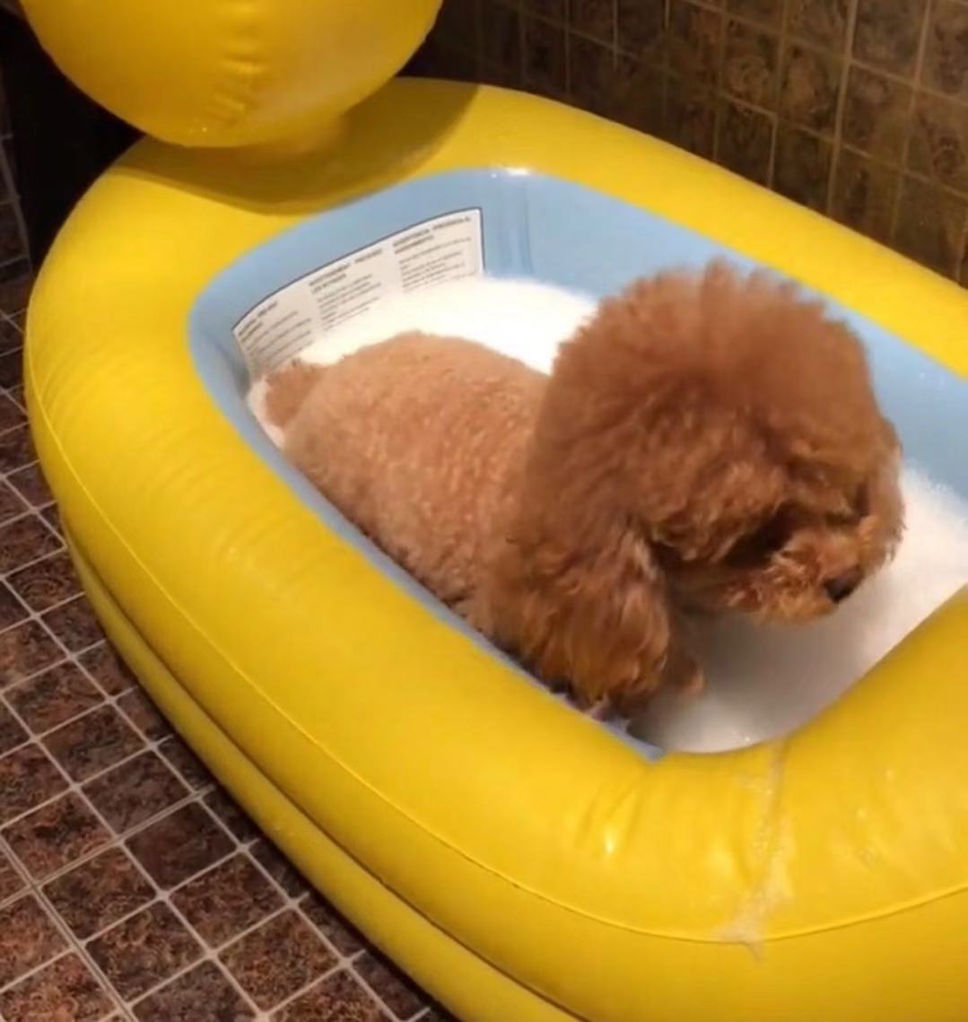 可爱泰迪爱洗澡,模样萌翻众人,网友:果然是别人家的狗