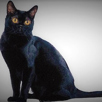 世界十大体型最小的名猫品种