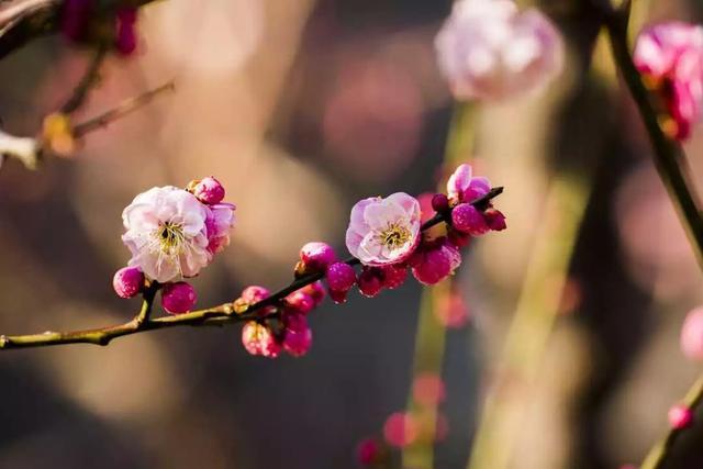 十二个月花的顺序(十二个月花的顺序歌谣)