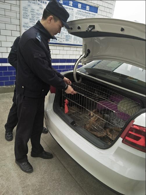 河道内野生动物惨叫,信阳警方追查发现大量兽夹