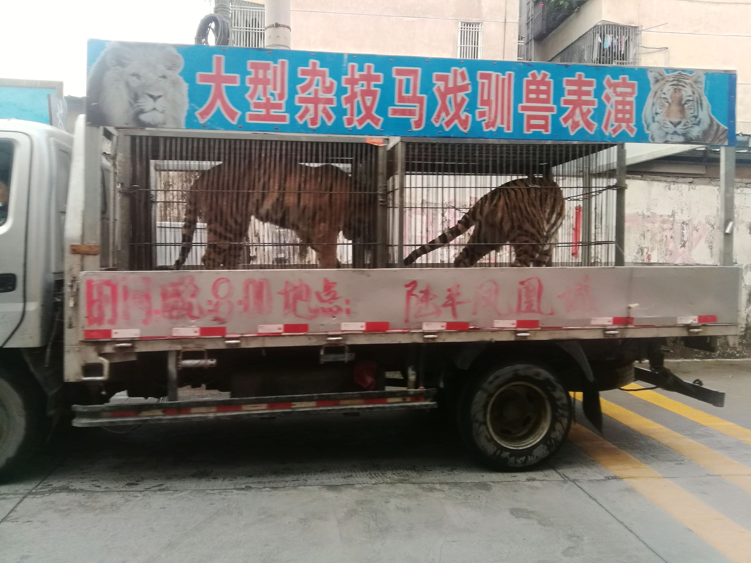 几部载着狮子,老虎,狗熊动物的货车迎面行驶过来