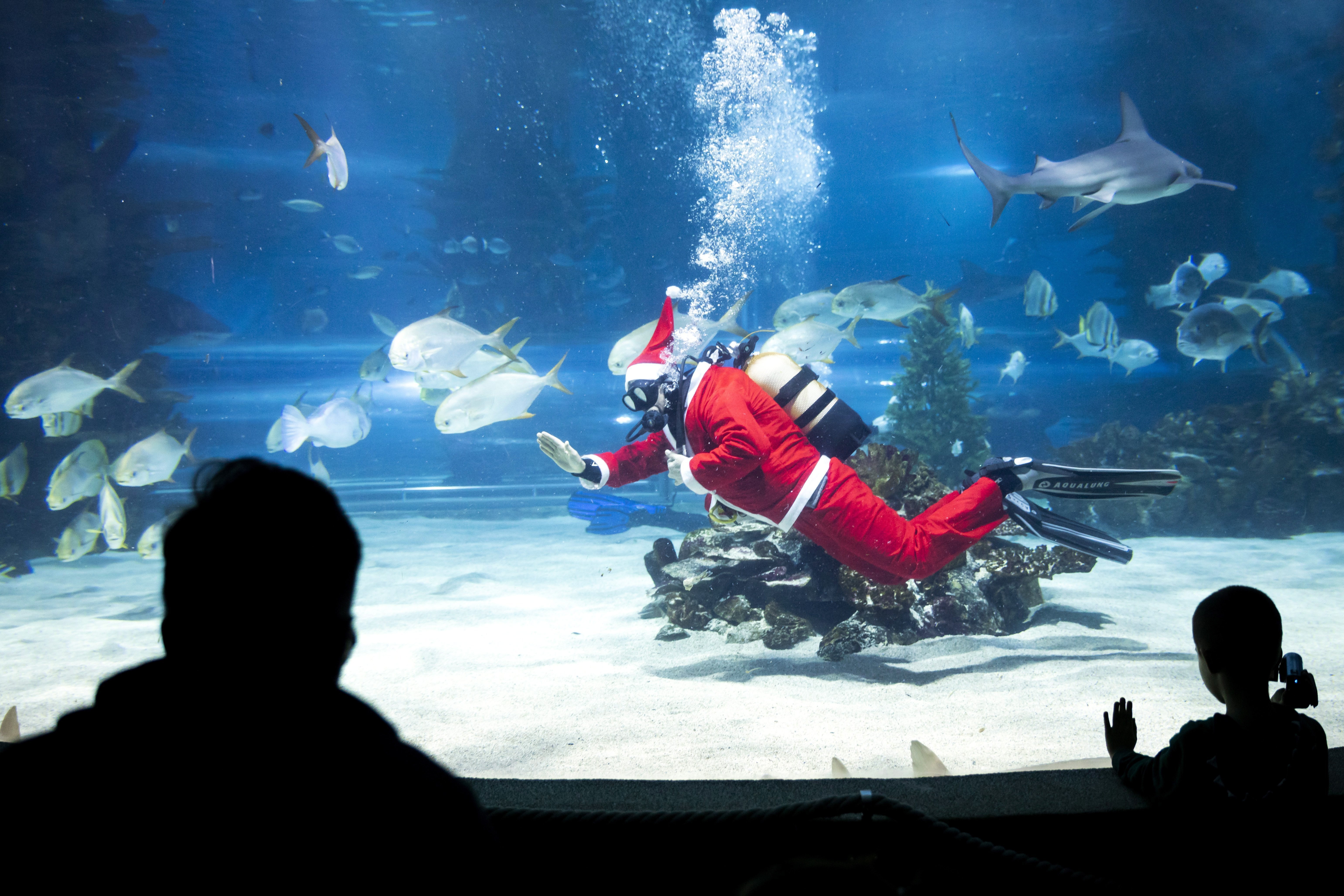水族馆里"圣诞老人"秀