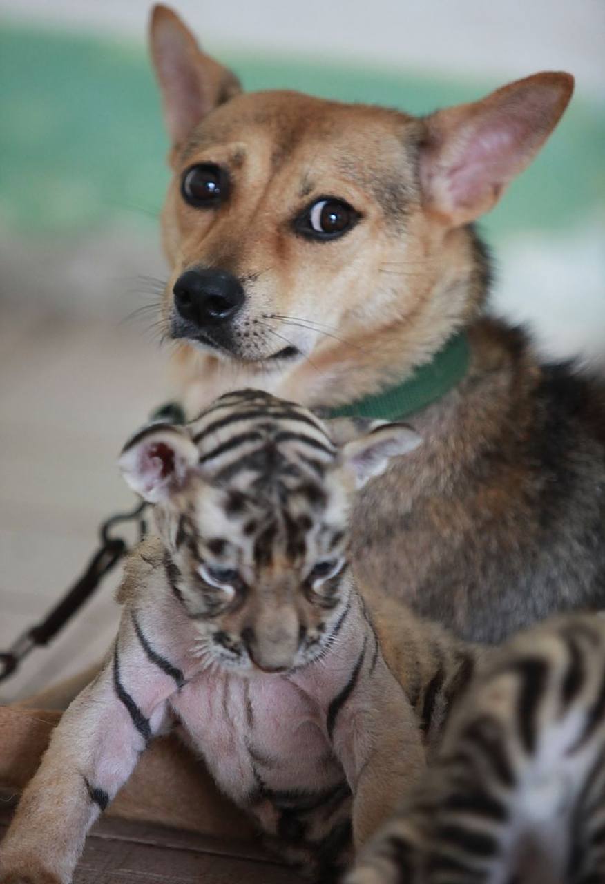 狗狗喂养着小老虎