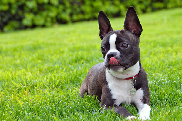 中文名: 巴西菲勒犬 别名: 巴西獒 体型: 小型