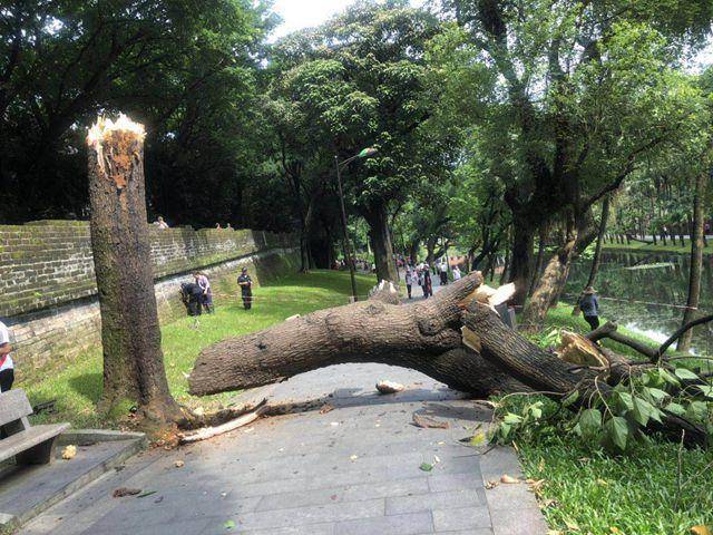 广州中央公园砍树图片