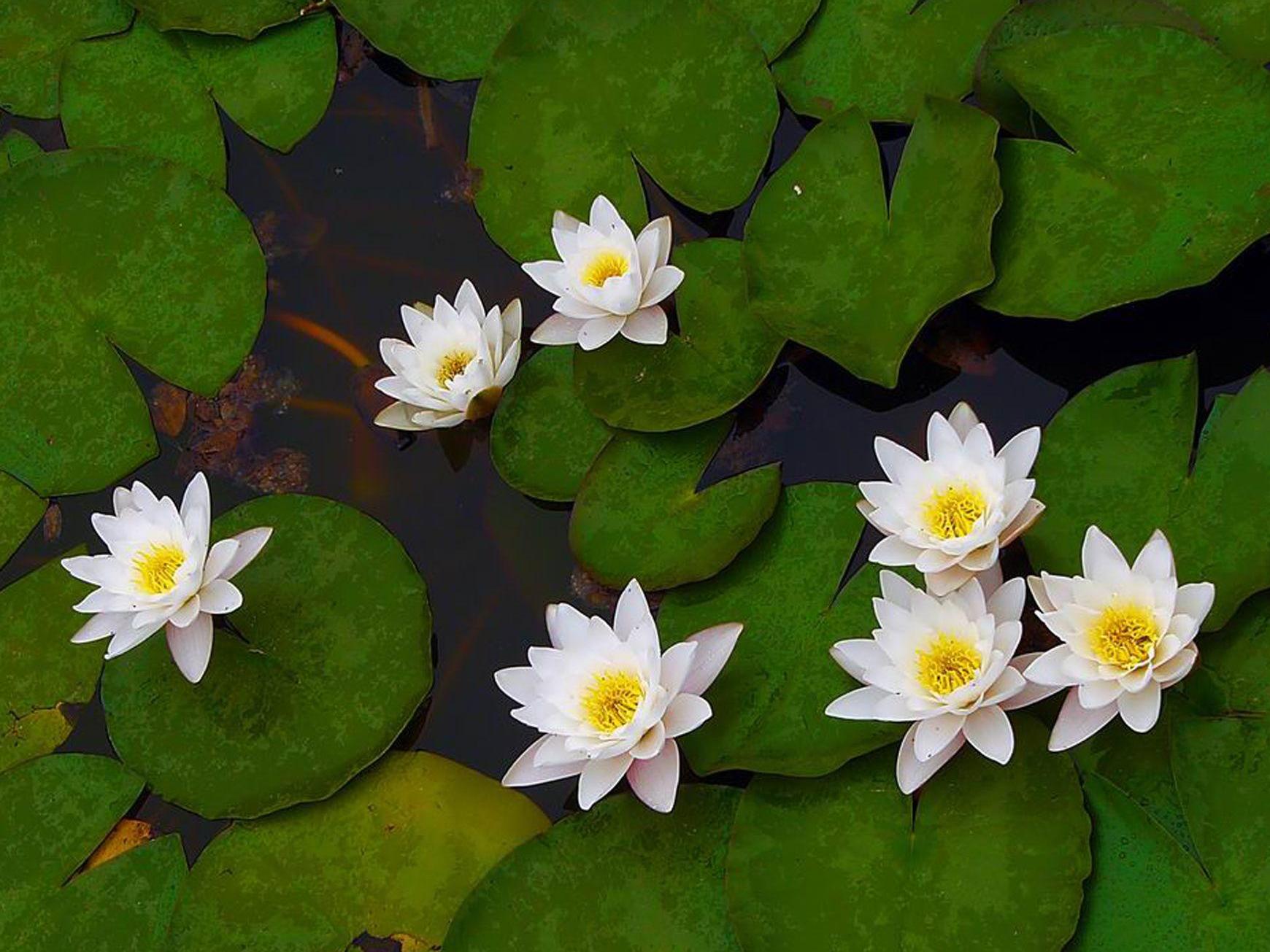 睡莲只长叶子不开花?如何应对?