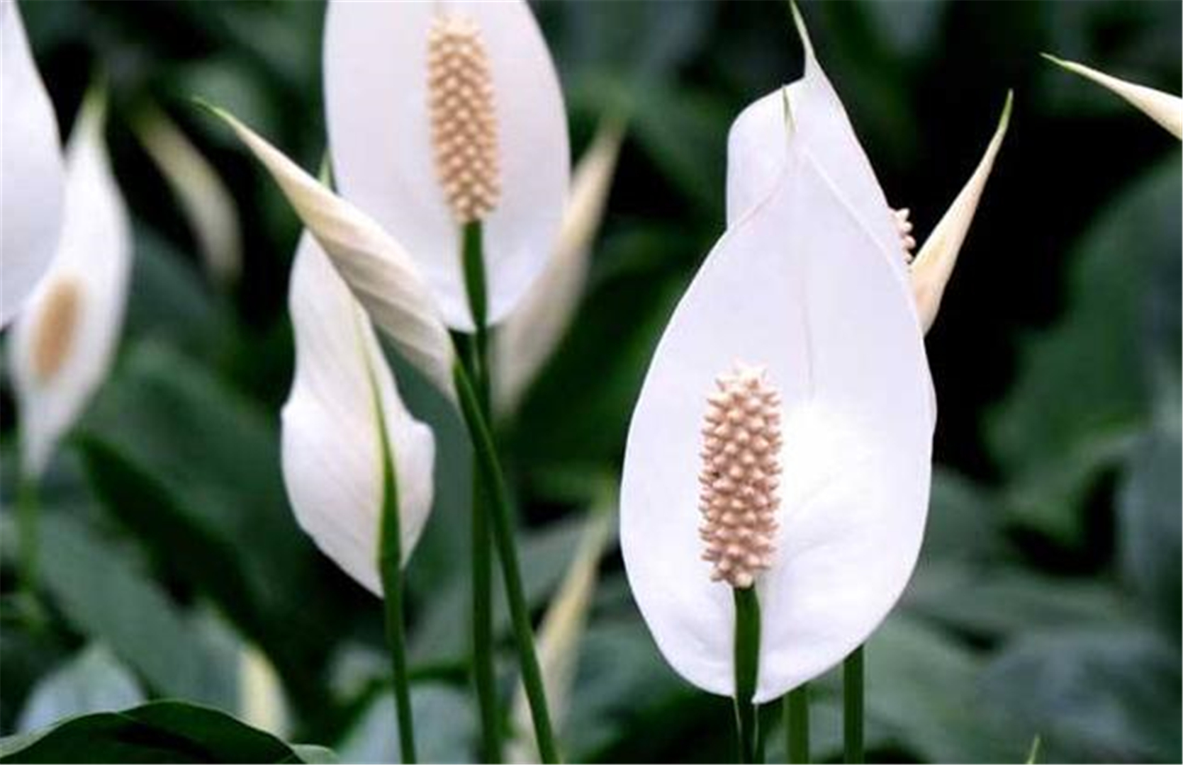 如何种植白掌,注意这5个问题,你也可以种出一盆漂亮的白掌