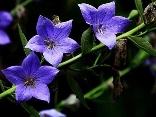 桔梗花有两种截然不同的花语,你知道这是为什么吗