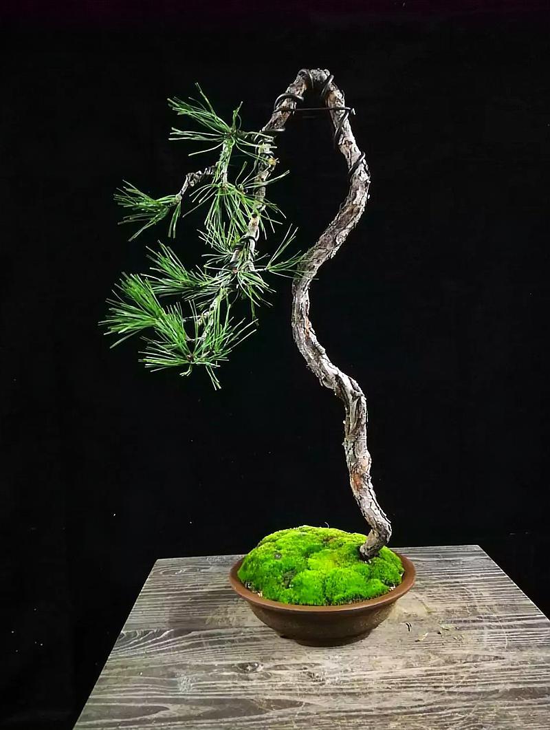 文人式黑松盆景,圆形的小花盆,加上鲜绿的苔藓铺面,过半的大垂枝,这