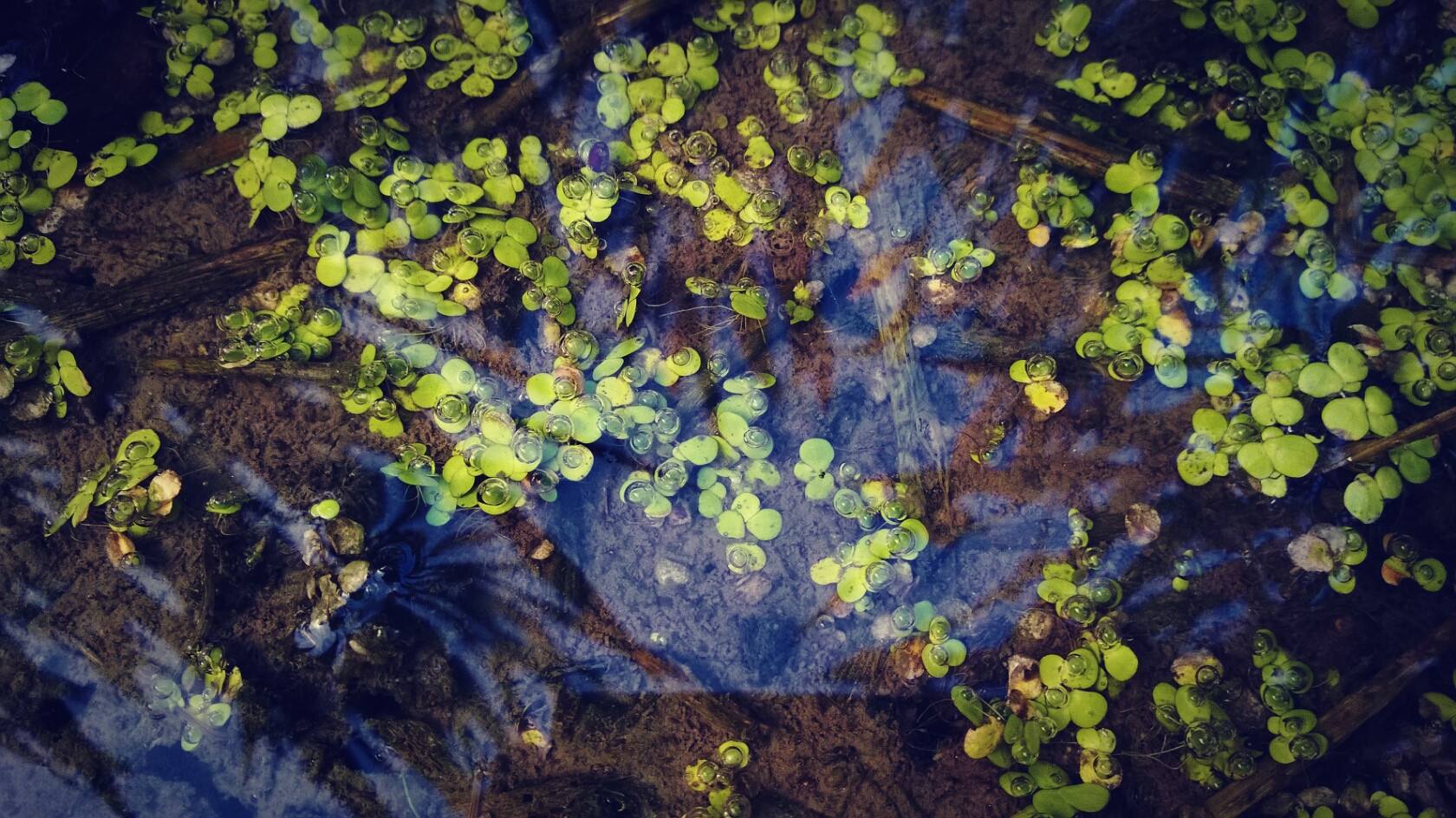 "田字草"你见过吗?不受农民朋友待见,但是消肿效果好!