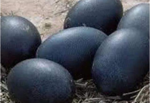 世界上最黑的鸡,连内脏和鸡蛋都是黑的,因"天价"少有人敢买单