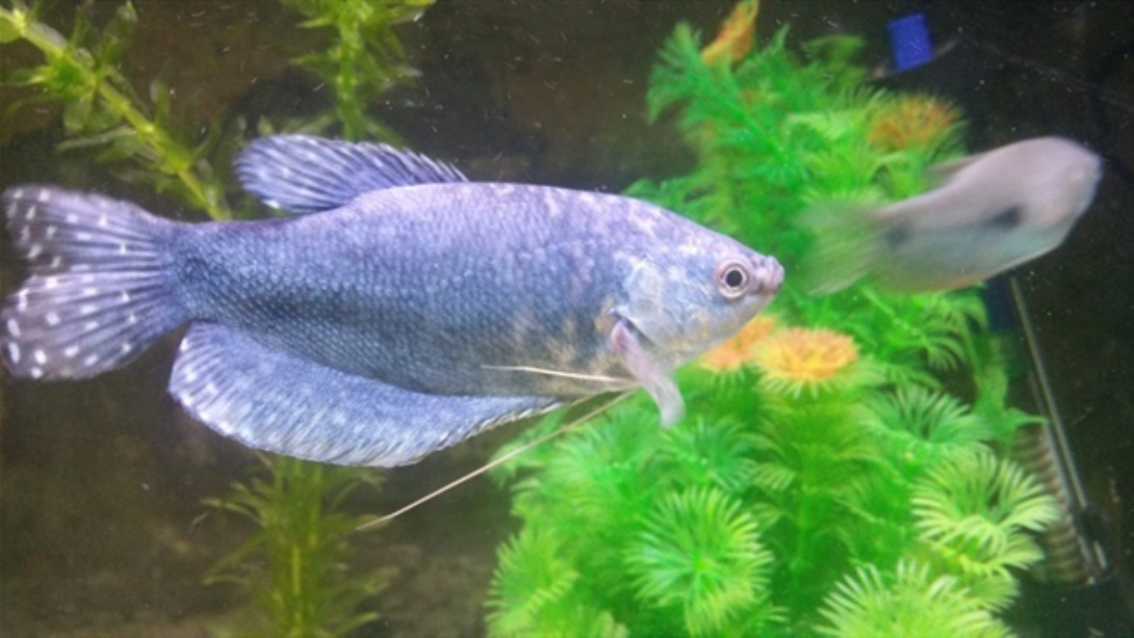 珍珠马甲鱼,扎辫子的观赏鱼,习性与养殖管理