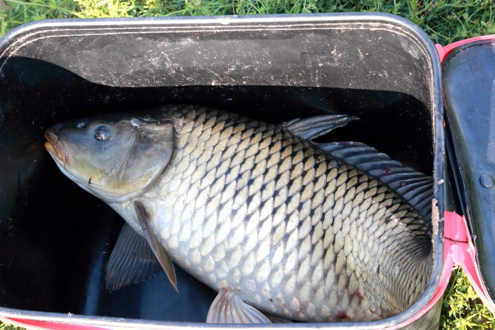 山洞里的鱼多到"上岸",一条能卖好几百,各地垂钓者蜂拥而至