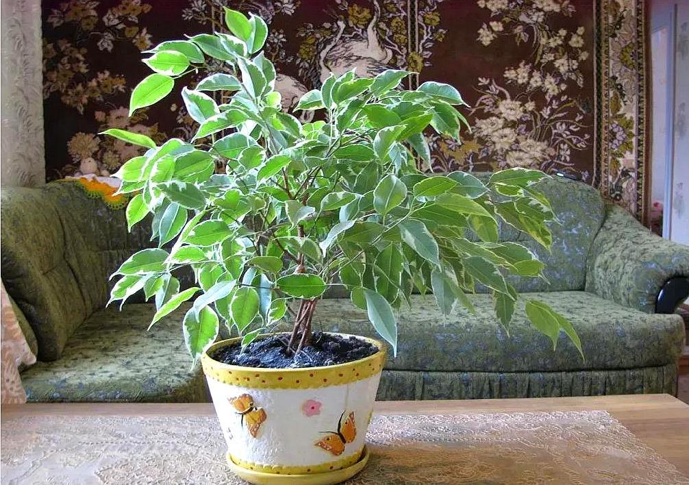种植垂叶榕好处多多,盆栽养护简单,能提高室内湿度利于皮肤呼吸