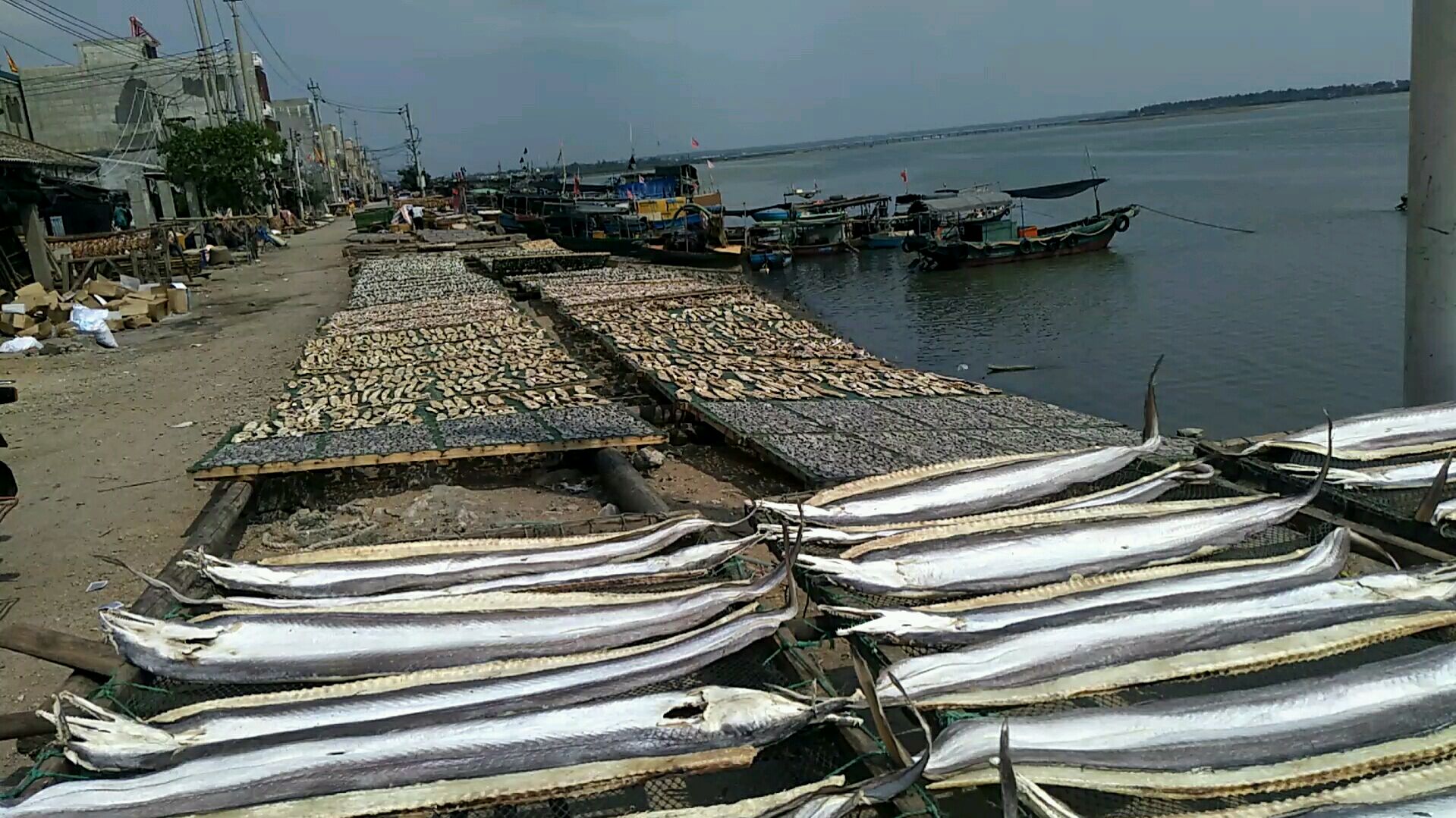 海南儋州新英镇码头,一条条正在晾晒的鱼干,成了一道独特风景