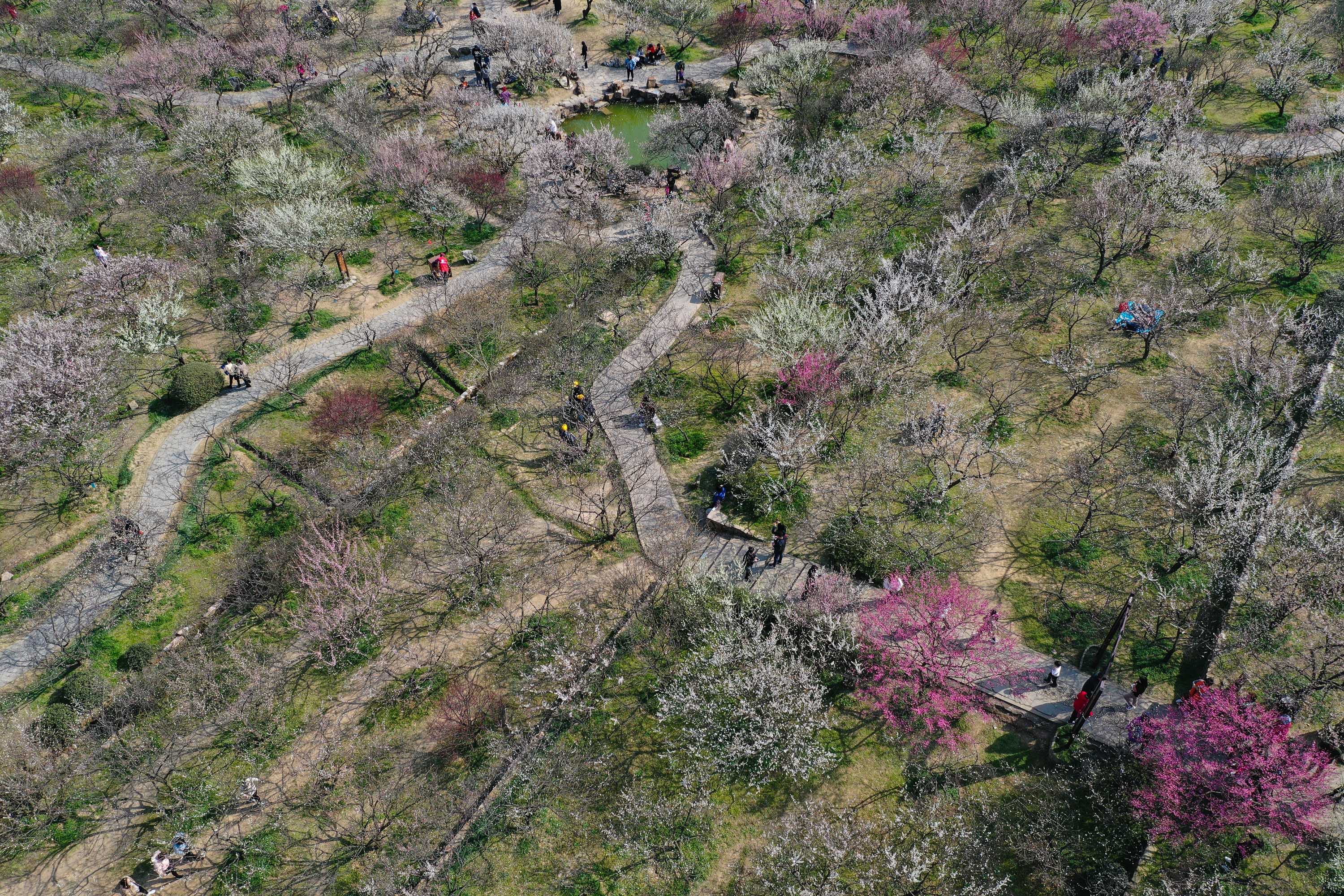 江蘇蘇州:香雪海里賞花尋春