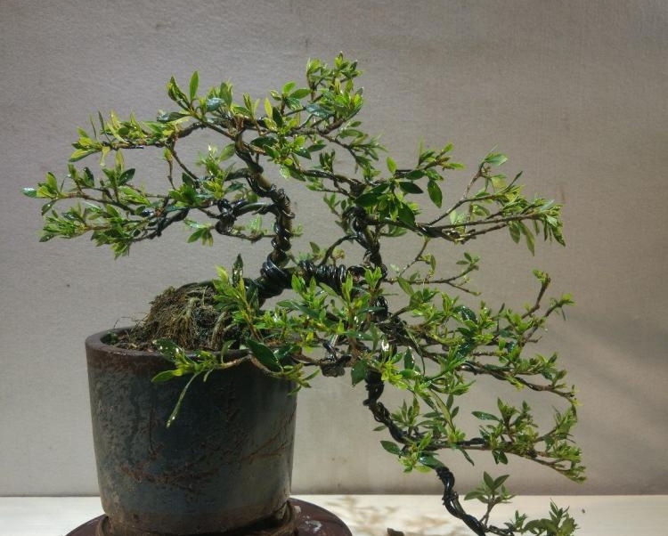 山栀子盆景,怎样制作养护,才能更美?