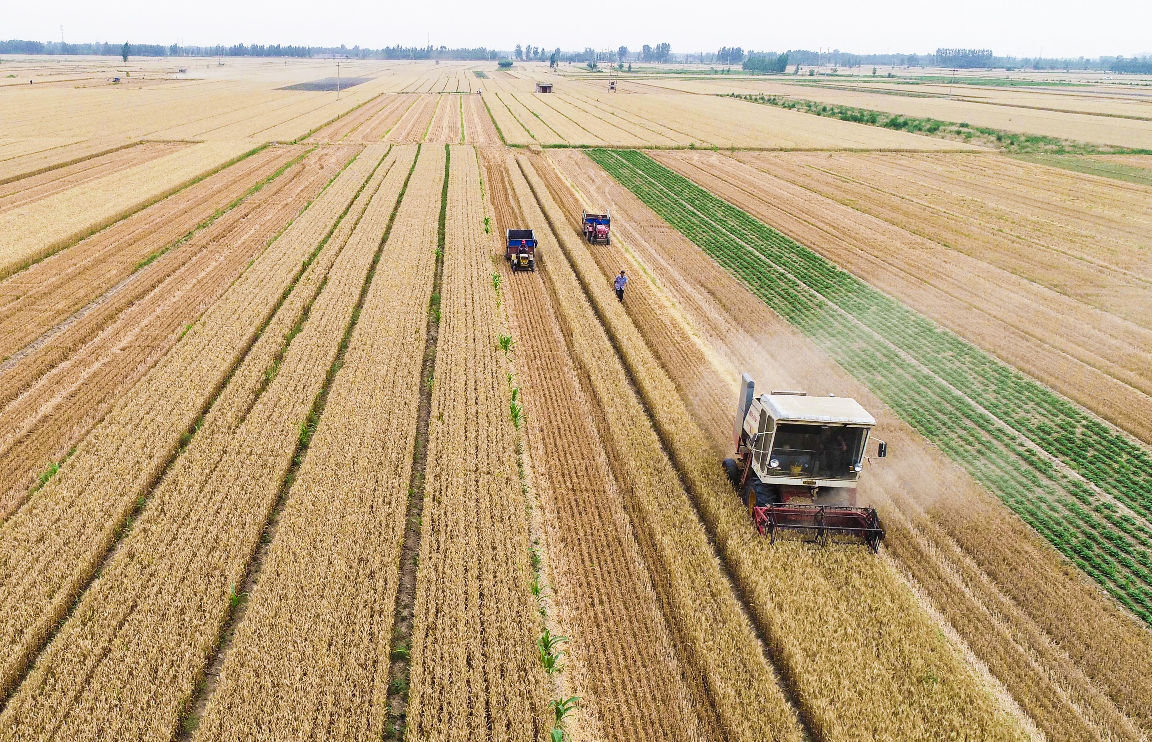 麦收时节收获忙(2)