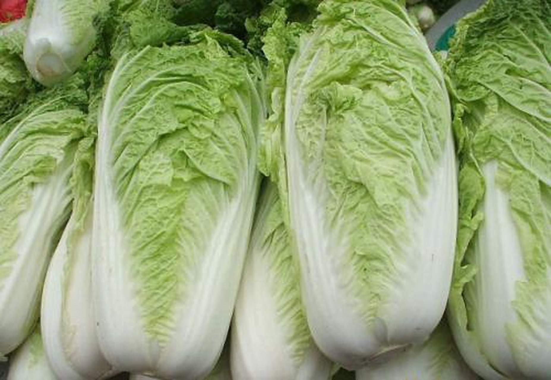 城市身边事#【青岛美食】胶州大白菜,俗称"胶白",因产于山东省胶州市