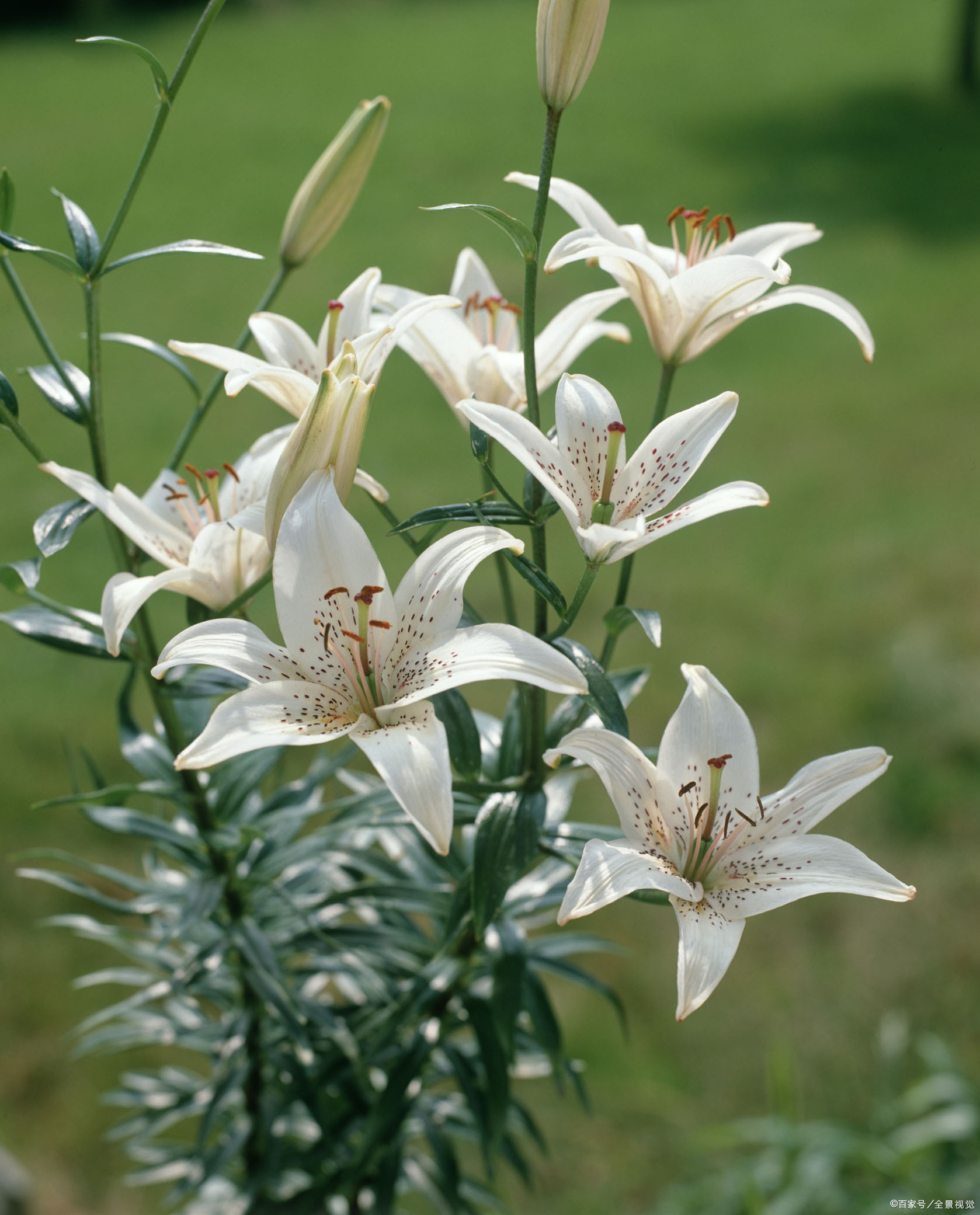 百合种球培育 - 2020年最新商品信息聚合专区 - 百度爱采购