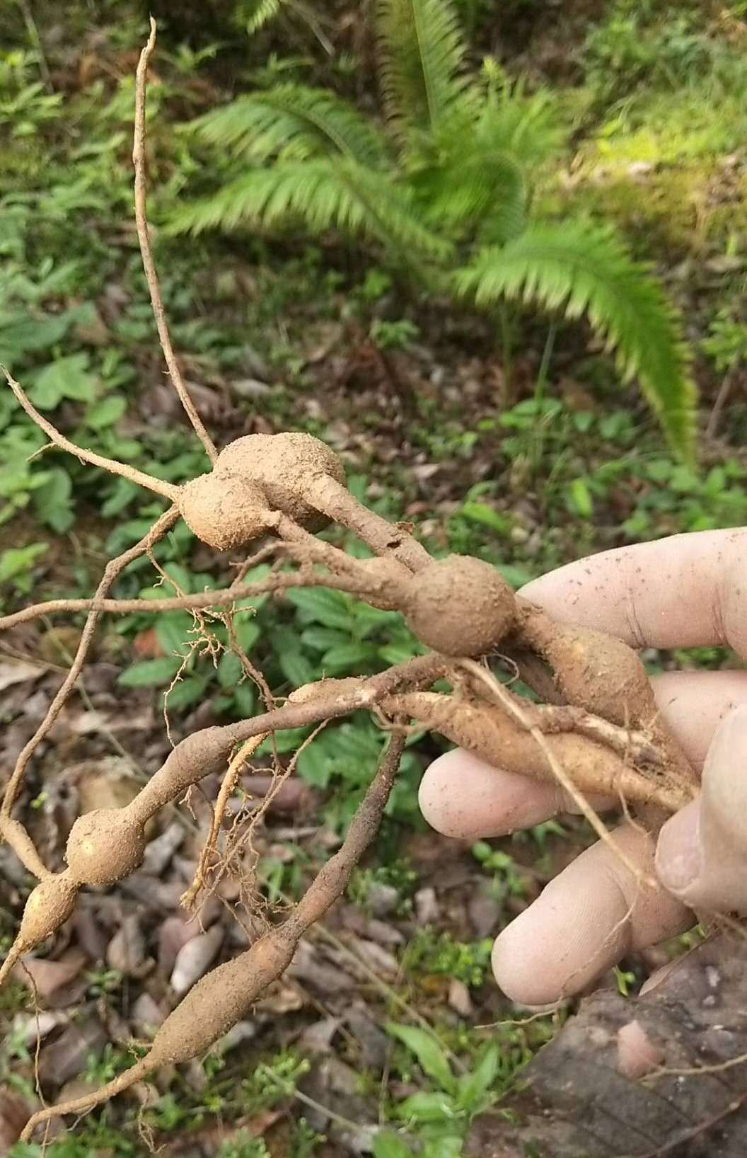 除了药用价值,它还是一种非常受欢迎的滋补品,补肾效果极佳.