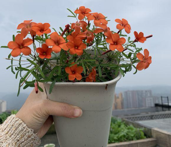 养这5种懒人花,别手贱,一年四季花不断,管不住手就玩完