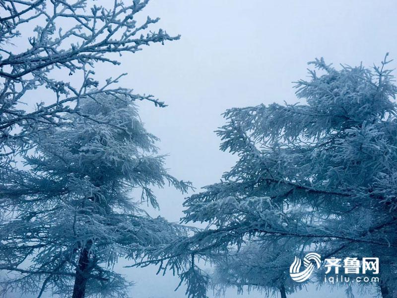 一场雪后,泰山尧观顶的"林海雪原"美醉了