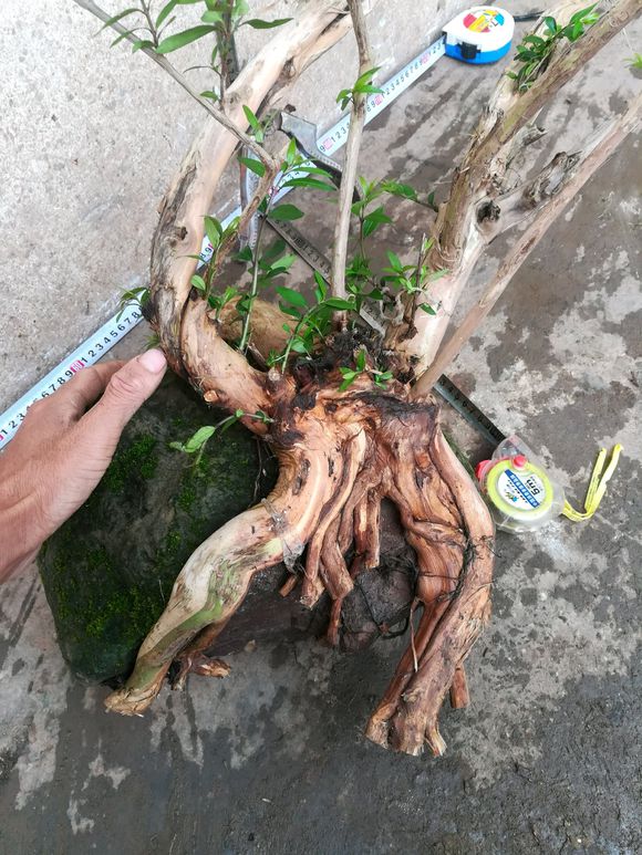 这样的蕊帽忍冬,做成附石盆景,真是再美不过了,大家觉得如何?