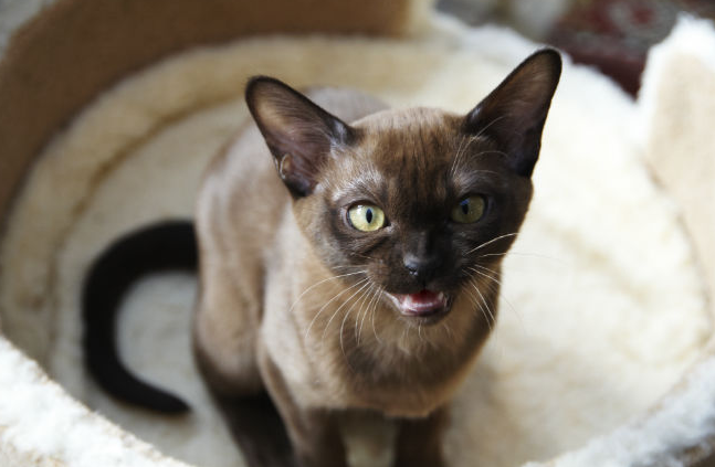 猫咪:关于缅甸猫的10个有趣事实