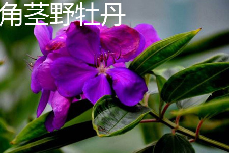 4月发文:角茎野牡丹和巴西野牡丹应该如何辨别?
