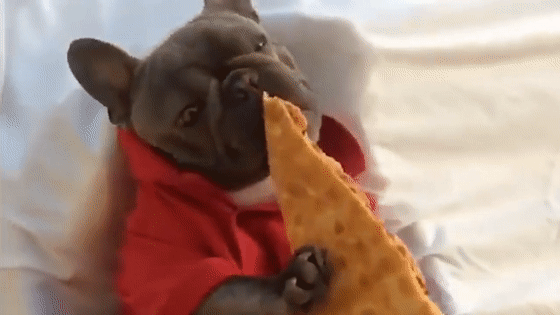 当主人给了法斗一块披萨时,看狗狗销魂的表情,太逗了