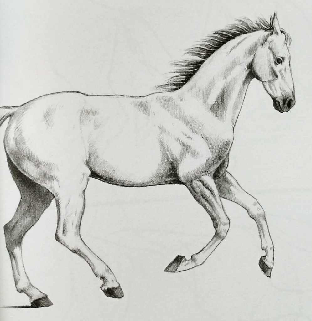 手绘技巧分享:画马的小知识