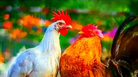 金鸡鸣春归,神州同贺岁.鸡年吉年表情包.网络图片.