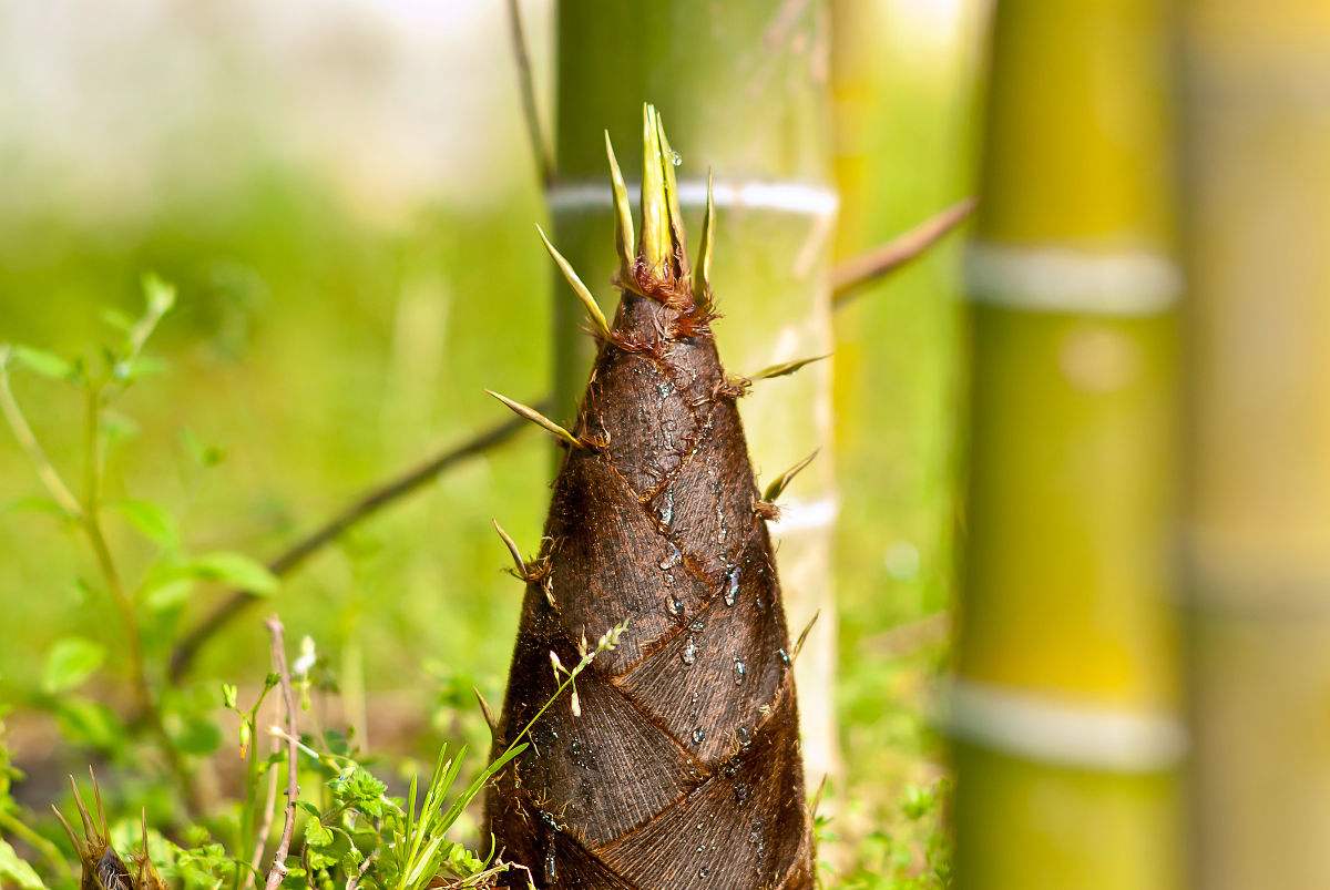 竹子真的能开花吗?老话说"竹子开花,赶快搬家"是什么意思?