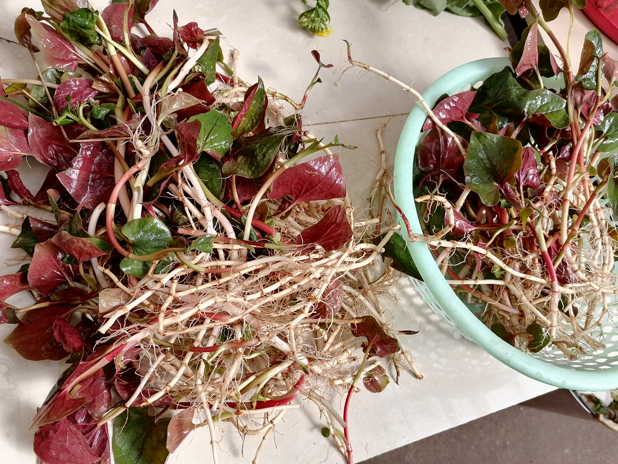 从野外釆挖的折耳根,好鲜嫩好漂亮